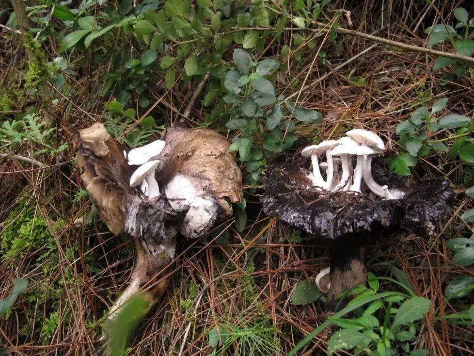 【提醒】菌子好吃易中毒,这份权威吃菌手册转给家人