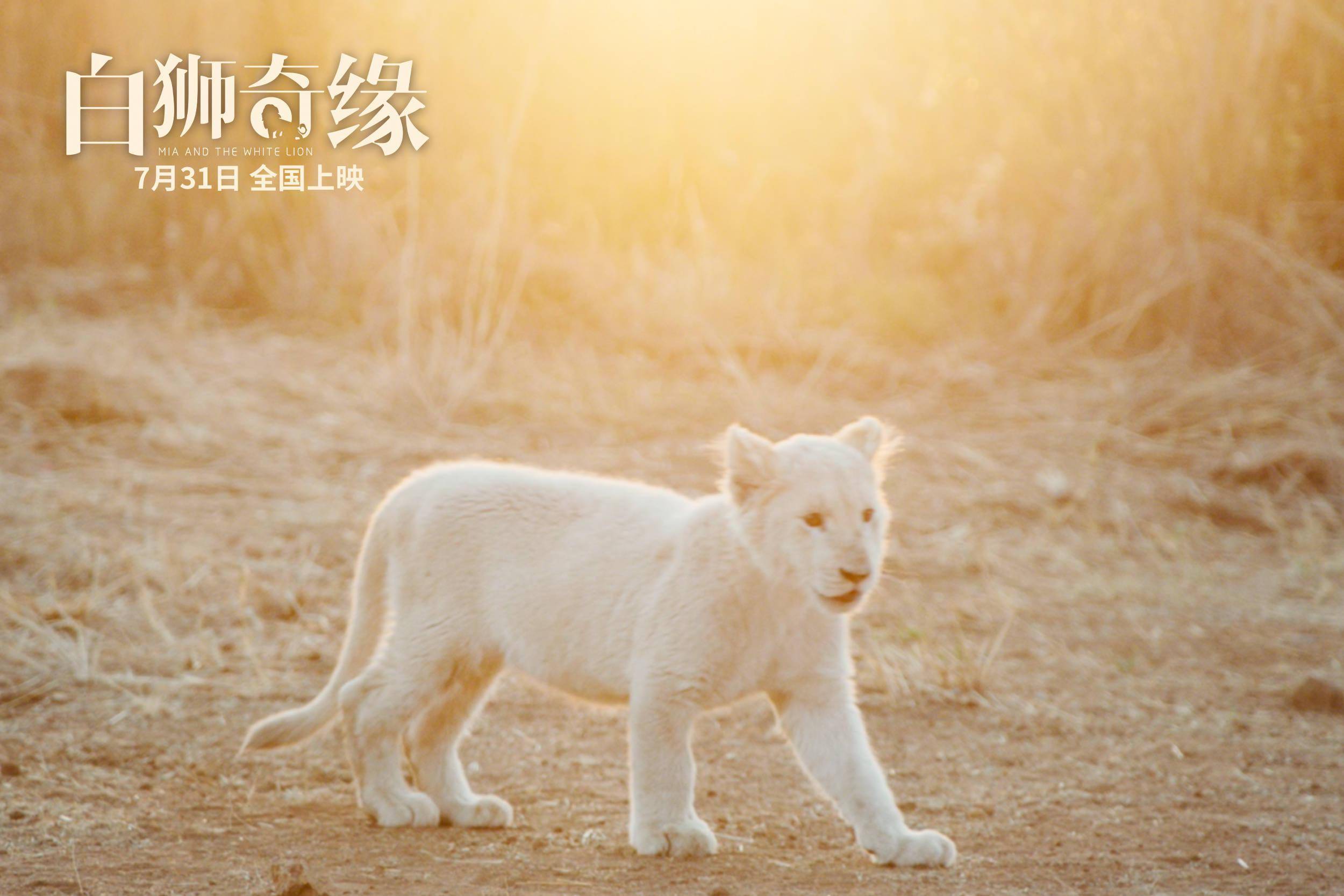 电影白狮奇缘定档预售开启猛宠治愈2020剩余进度条