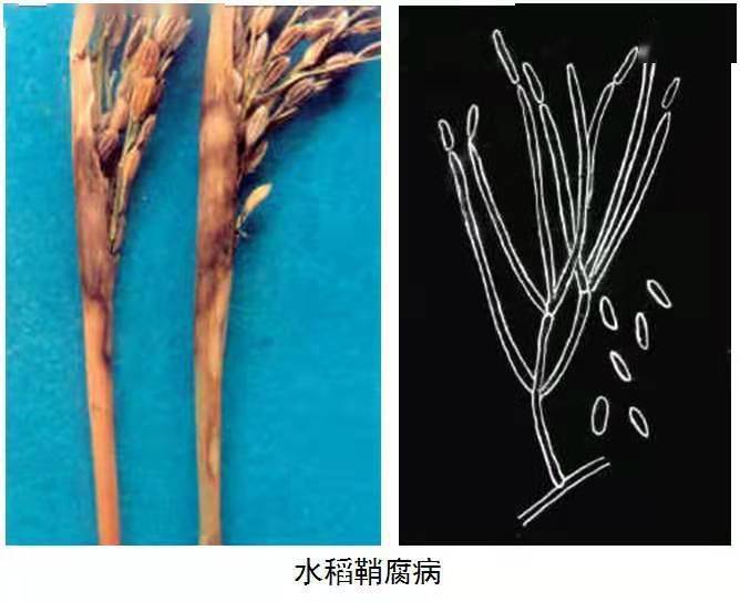 水稻鞘腐病,水稻后期管理一定要重视!