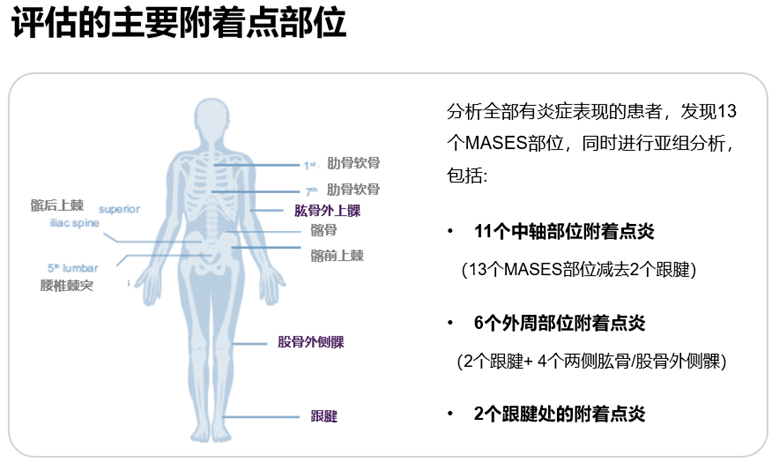 1-4的汇总分析中[1,总共研究了17处附着点,其中包括13个mases部位