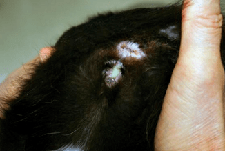 物(3)发病后期:很严重,可能会引起败血症,急性肝/肾损伤甚至器官衰竭