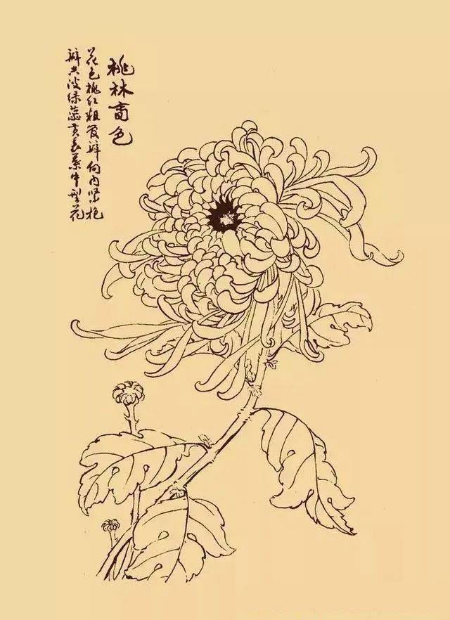 这么美的白描菊花忍不住要分享给你