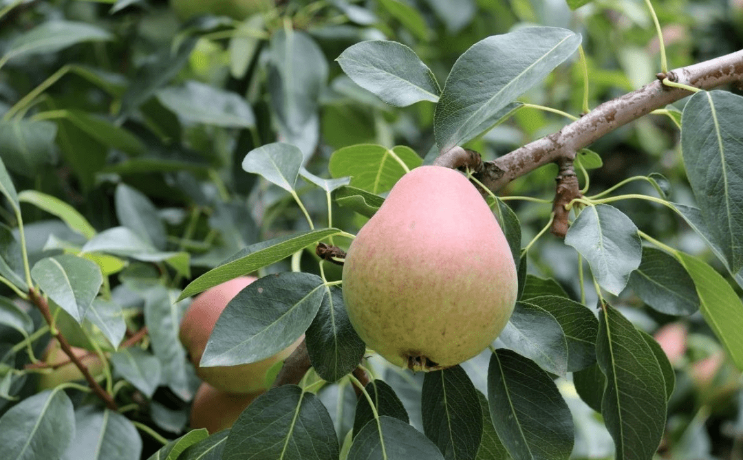 正在直播我在威海红茄梨梨园正在直播需要您的爱心支持