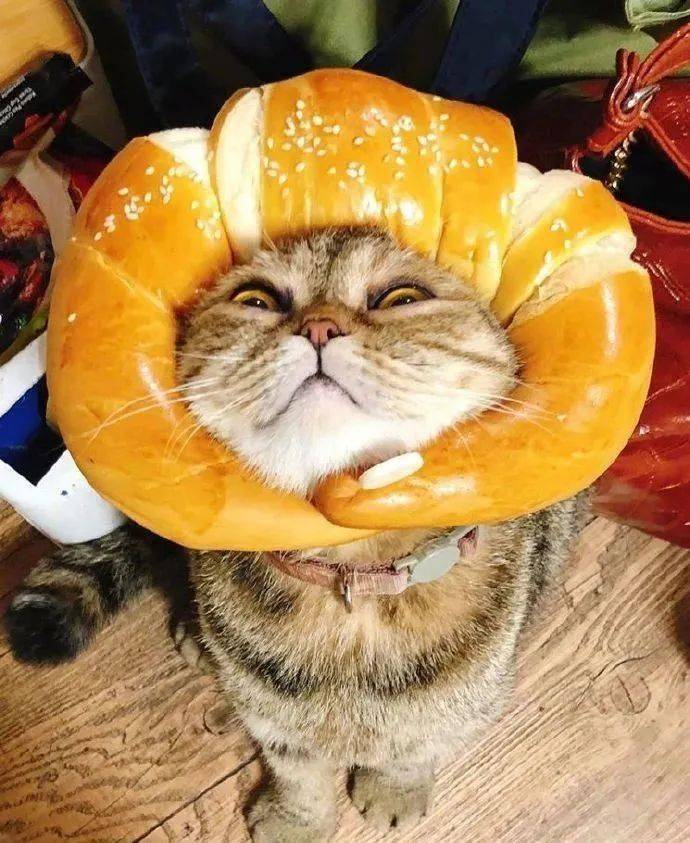 女子给猫咪买了个牛角包头套,自己竟活活看饿了:太有食欲了吧_手机