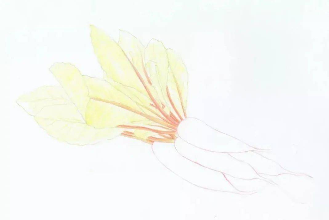 彩铅教程 | 水灵清脆的萝卜 画法步骤_叶子