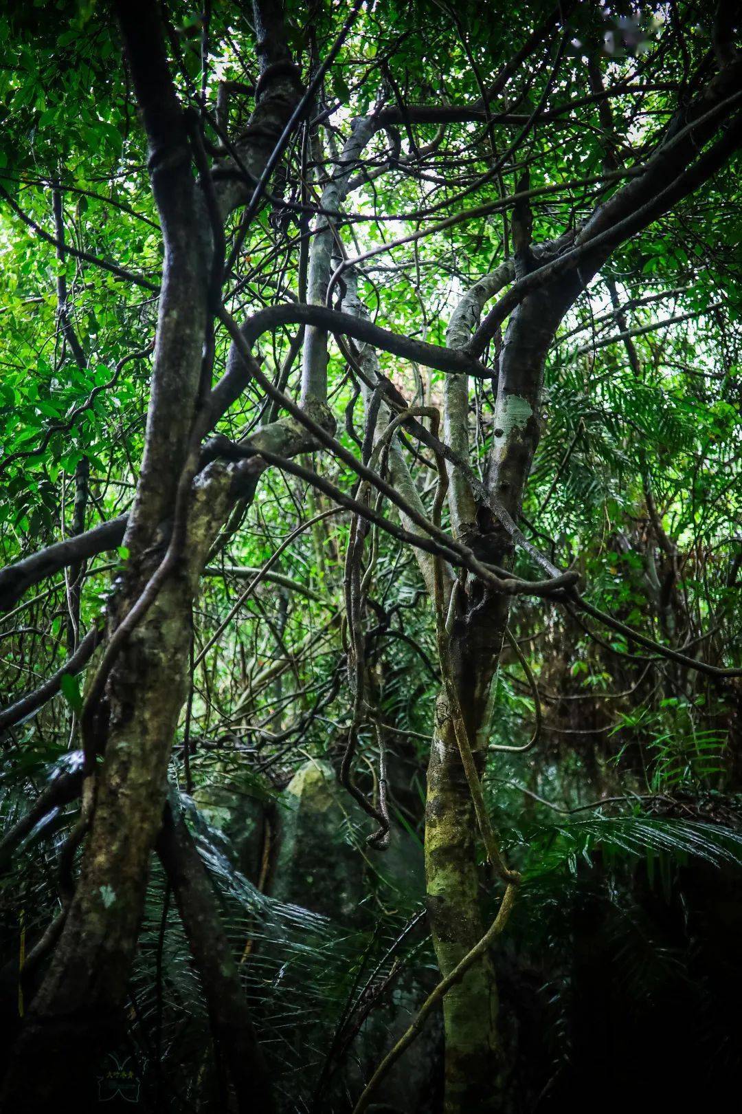 游学游乐贩卖鲜氧好风光有趣的呀诺达来啦