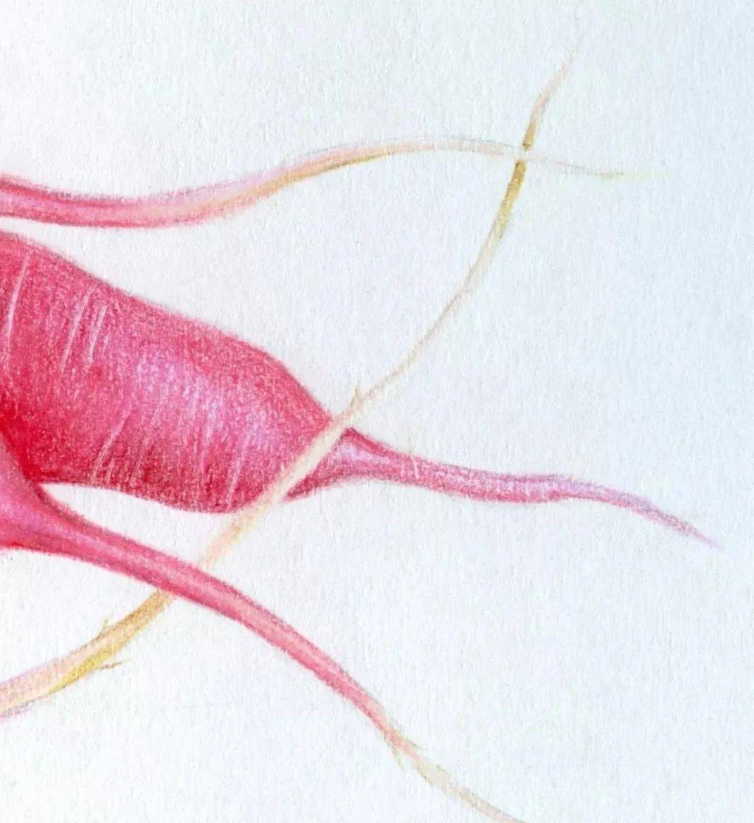 彩铅教程水灵清脆的萝卜画法步骤