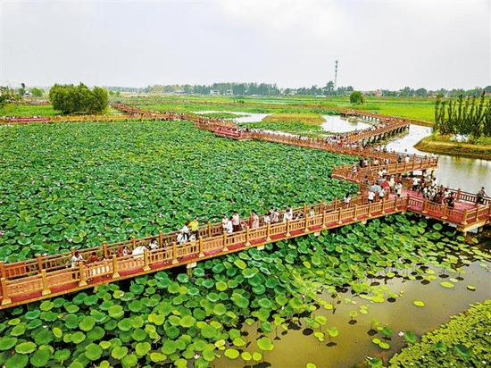 碧波万顷,美不胜收在菏泽市曹县魏湾镇万亩荷塘