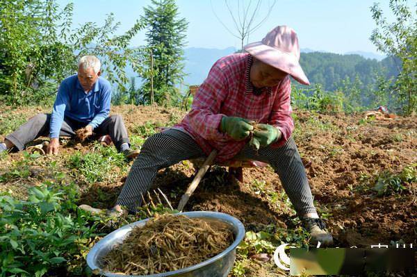 開陽縣龍水鄉鼓起村民腰包的致富良藥