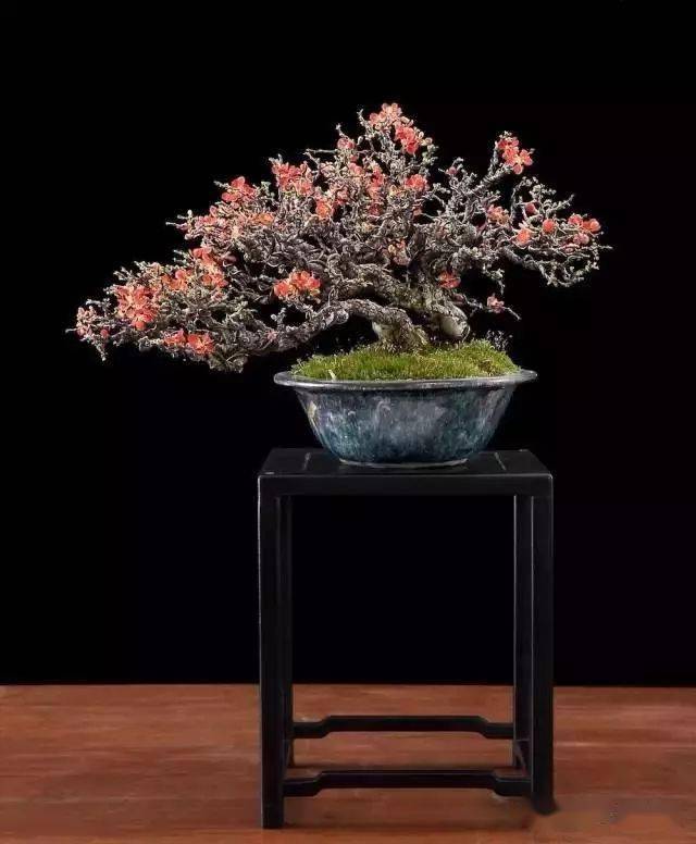 (欣赏)观一木而见森林--长寿梅盆景