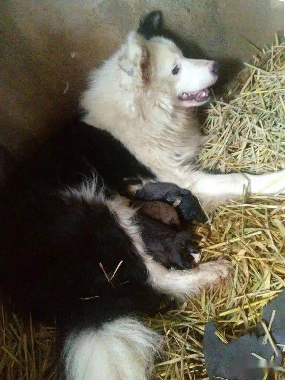 怀孕边牧侧躺在主人车前不让他出门,数小时后,温馨一幕发生了!