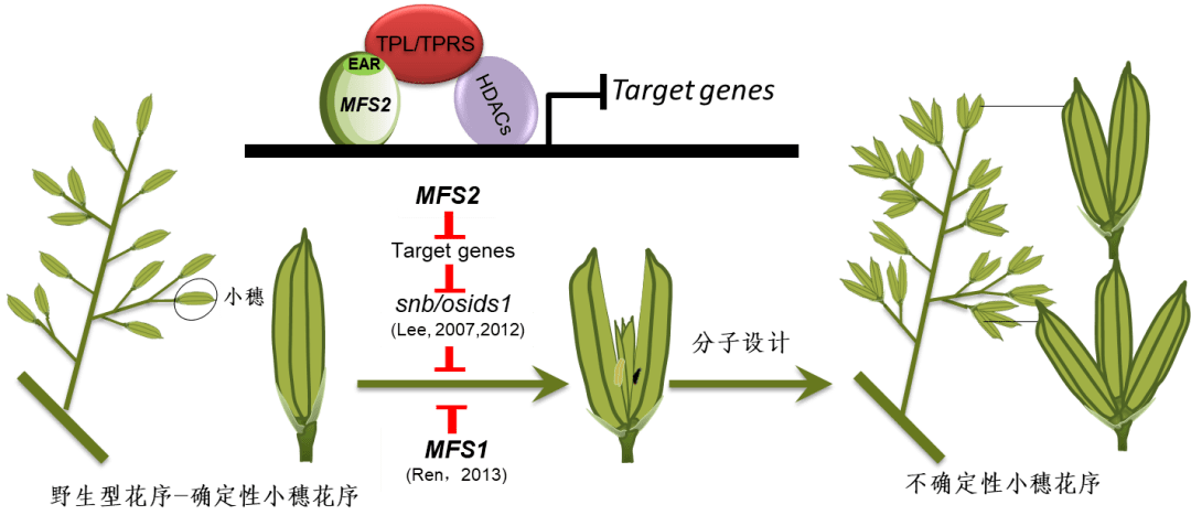 西南大學水稻研究所與四川農科院水稻高粱所聯合解析水稻小穗確定性