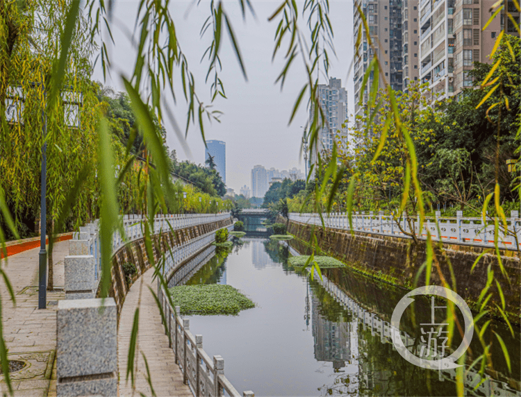 三年!还永川一条岸绿景美的"母亲河"