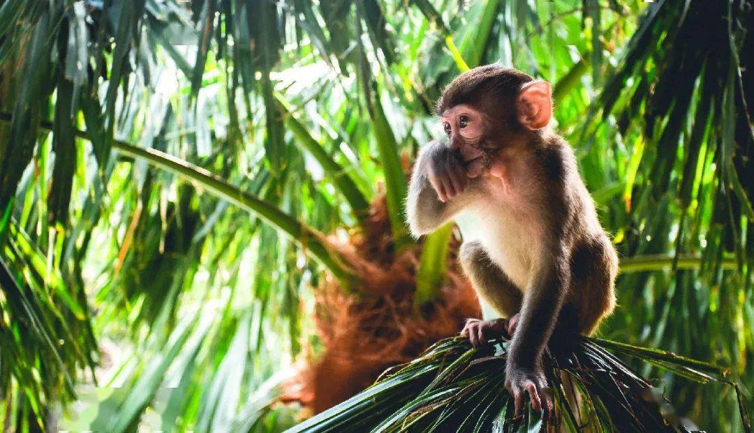 海南省旅游景区专题_猕猴