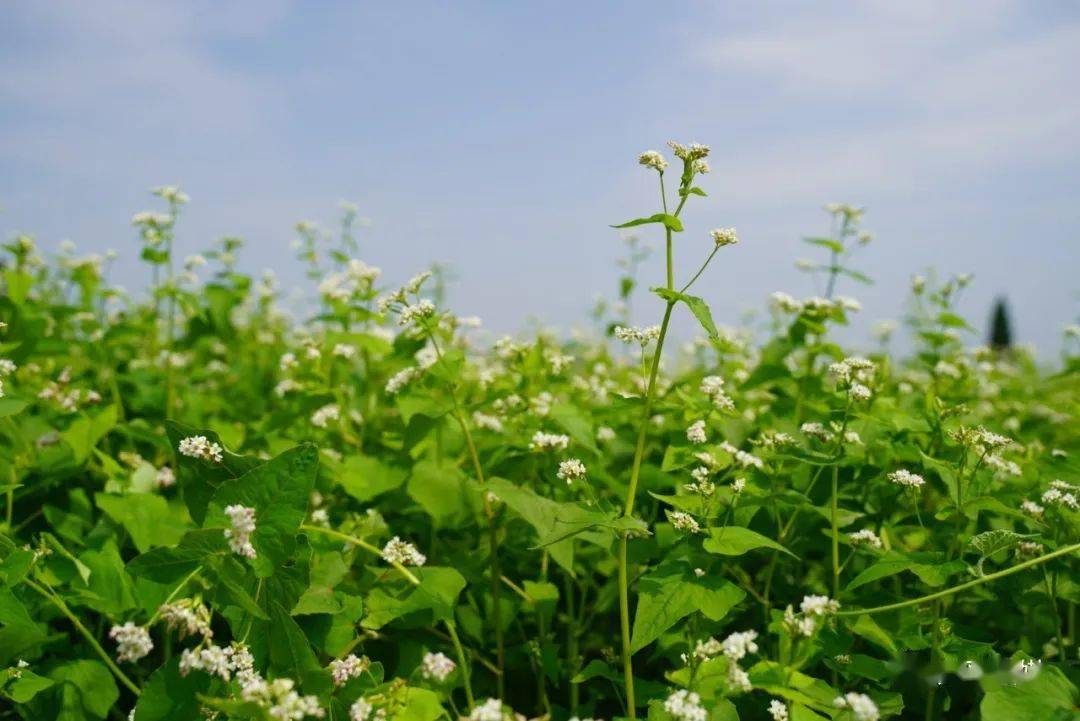 荞麦秧子山菜图片