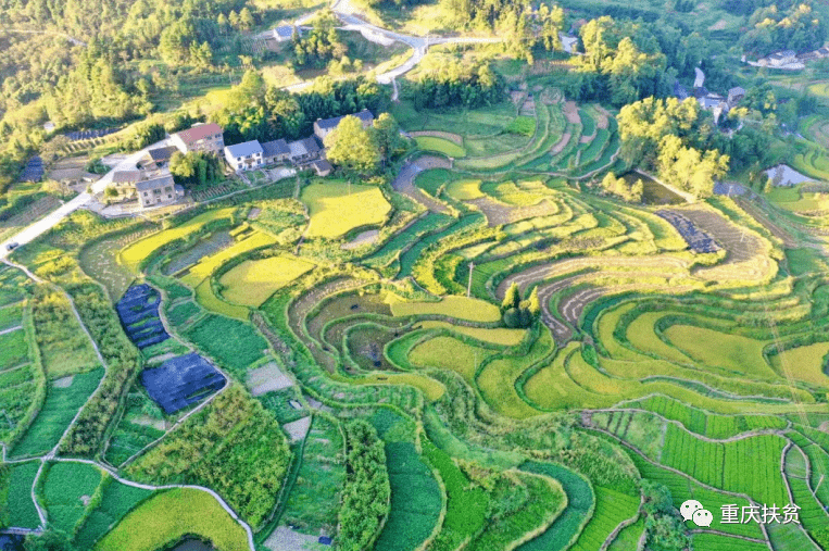 探索乡村振兴之路 綦江三角镇以"一村一品"带动农户脱贫增收