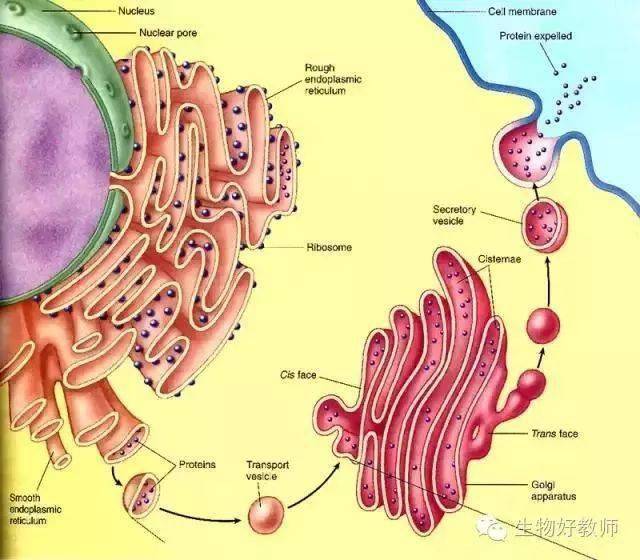 分泌蛋白最初是在內質網上的核糖體中由氨基酸形成多肽,然後進入