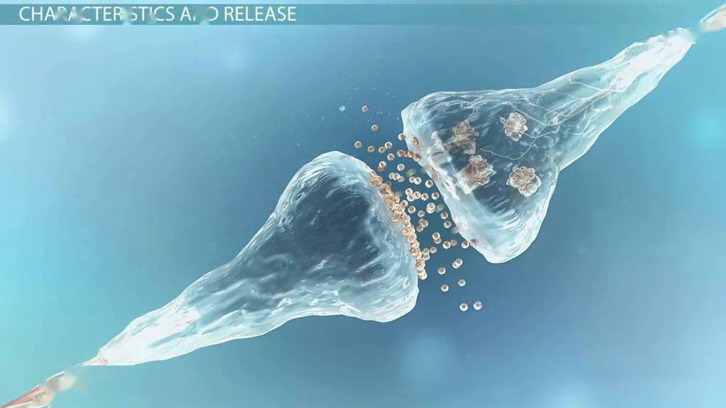 儿茶酚胺是什么有什么作用