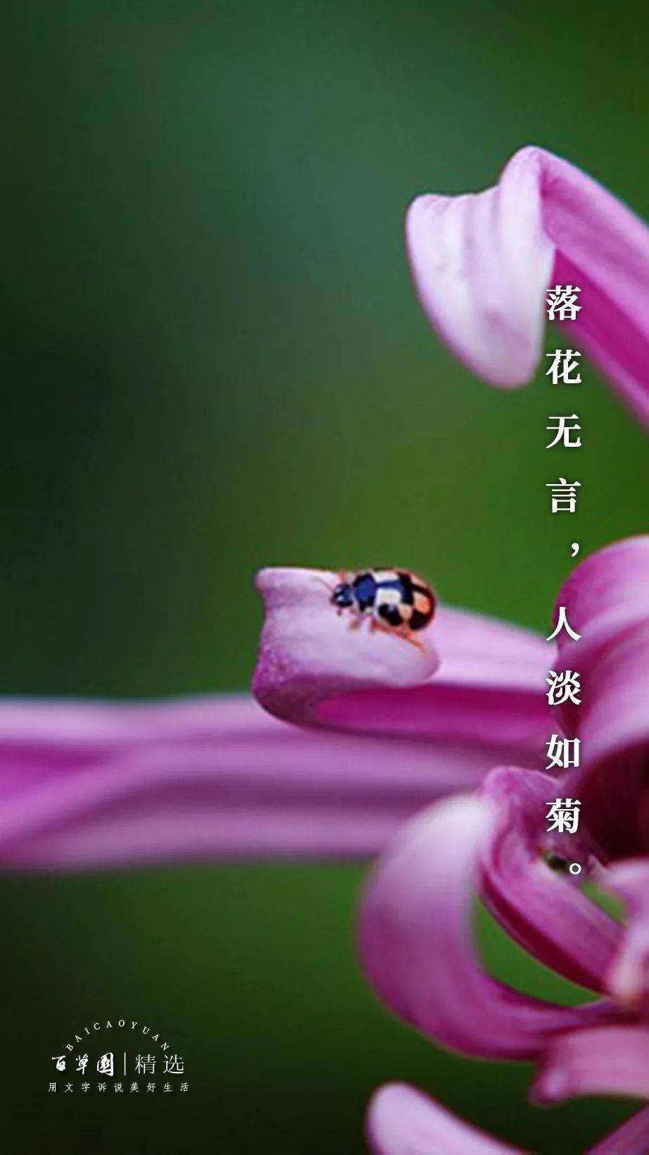 生活禅 | 落花无言,人淡如菊