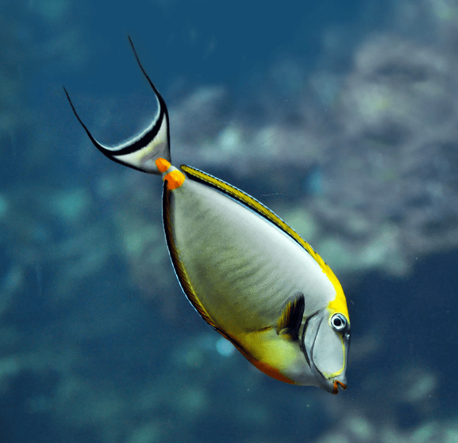 物种图册美丽鼻鱼