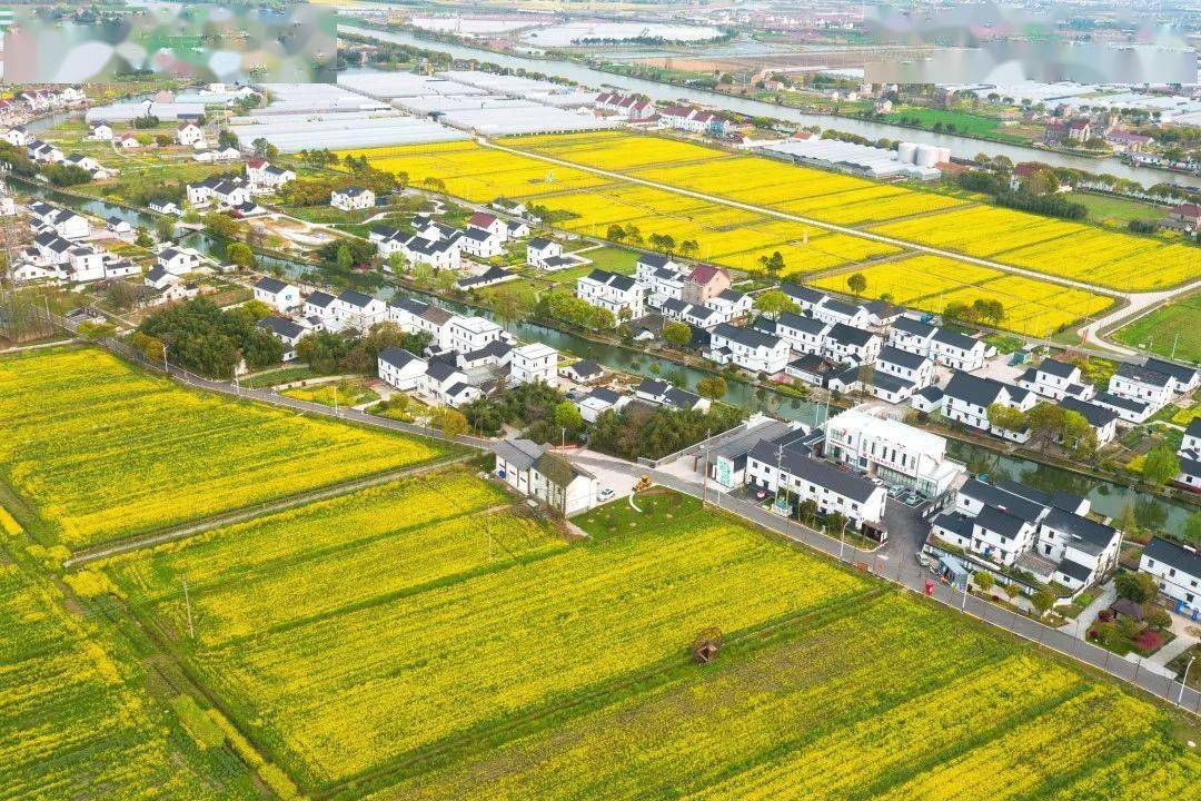 横港村位于嘉善县姚庄镇中部,东邻展丰村,西至北鹤村,北接俞汇村,南接