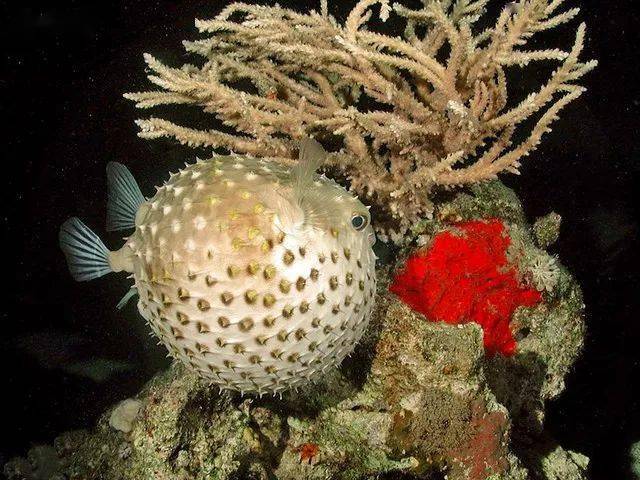 深海水族馆刺鲅图片