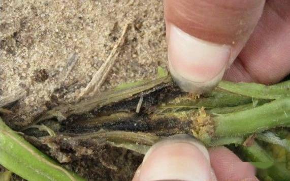 薯技马铃薯黑胫病怎么防治