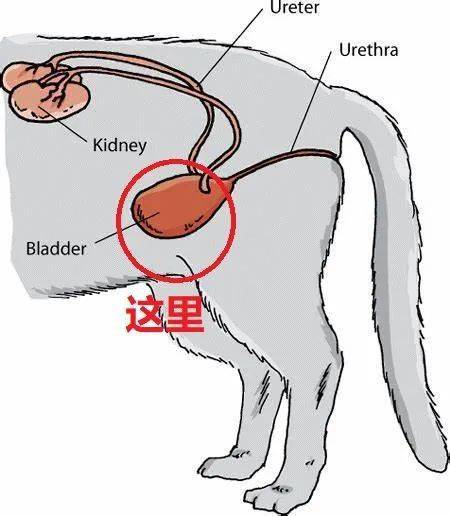 公猫尿道示意图图片