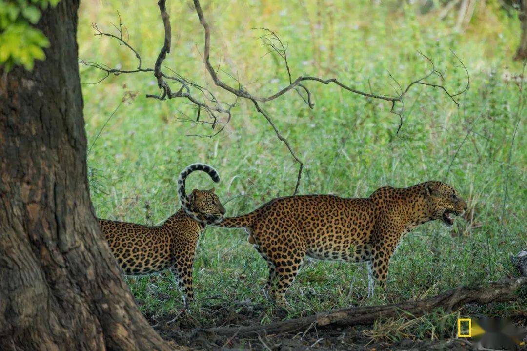 印度的"花豹公民",偶尔吃吃人