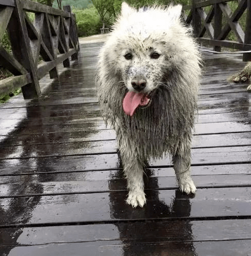 其實這是錯誤的行為來的,雨天路滑,狗狗容易摔跤;淋雨還容易讓狗狗