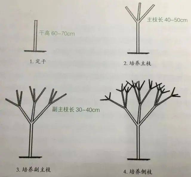 乔木的修剪方法图解图片