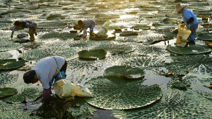 江苏太仓:江南"水八仙"芡实采摘忙