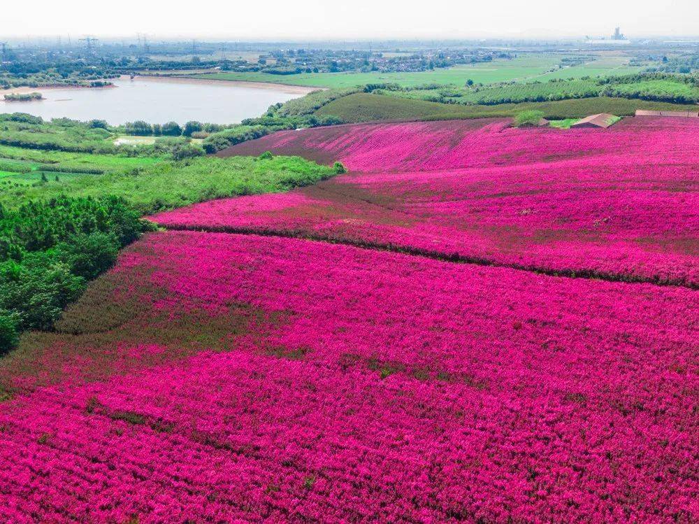 惠民旅游七彩曹山最新紫薇花海照片曝光