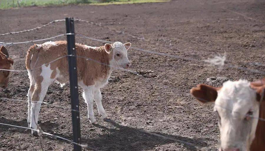 【幸福花开新边疆】离离原上泥作路 风吹草低心安处_麦拉图