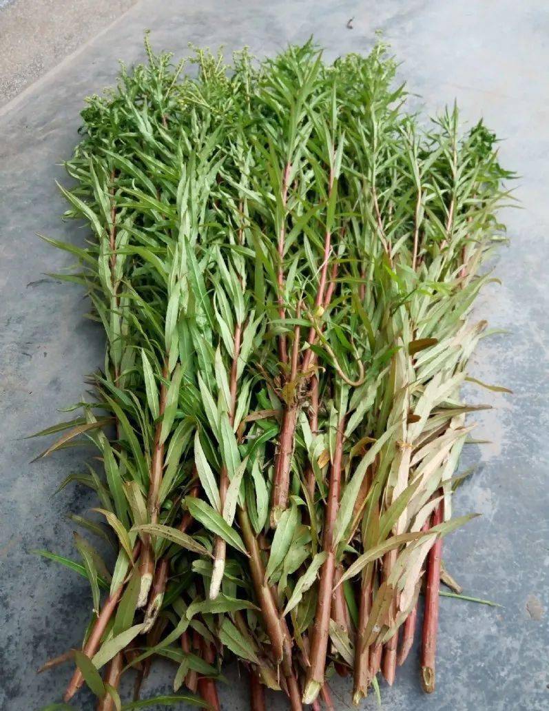 古蔺赶黄草成功升级啦.