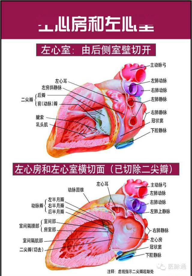 美圖時刻唯美的心臟解剖圖片