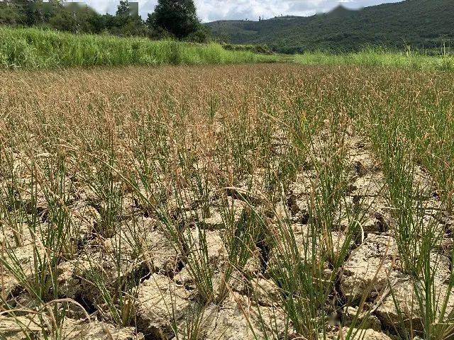 文山市7个乡镇遭遇罕见干旱群众活了50年没见过