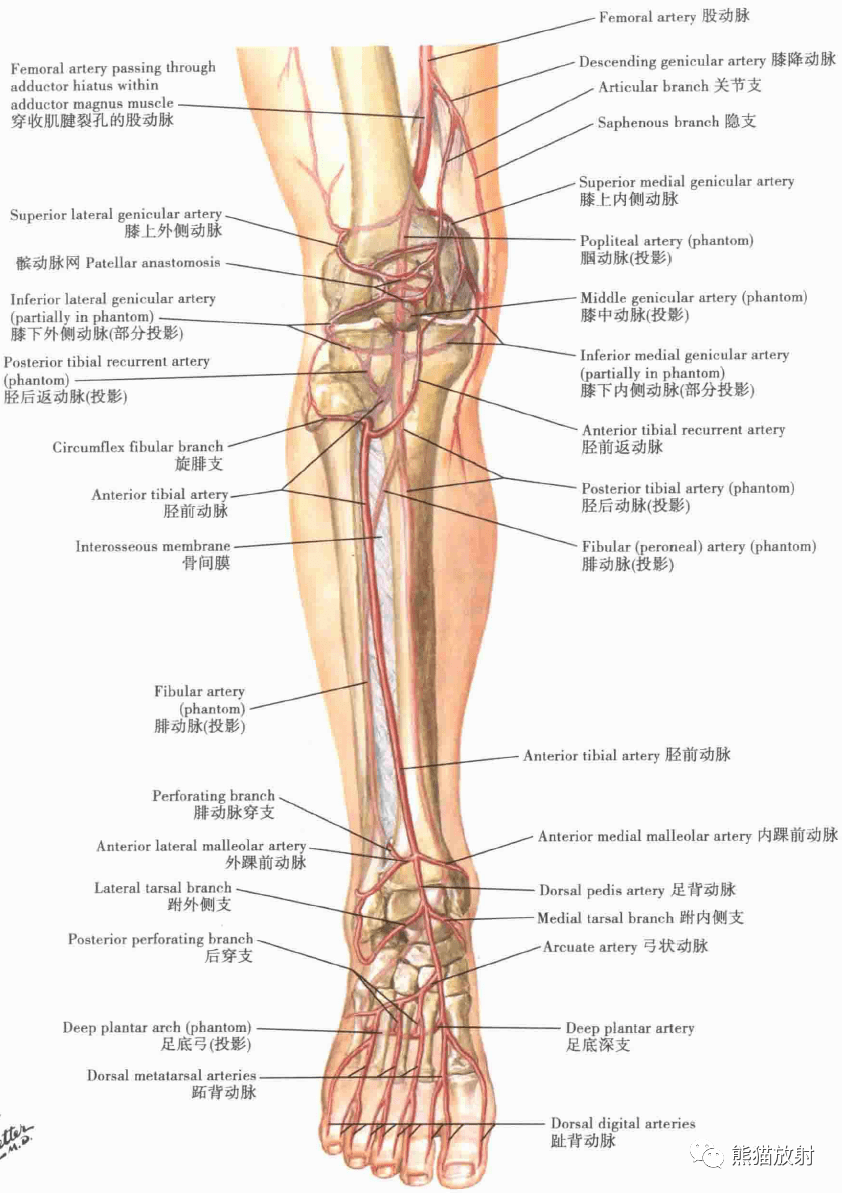 整个腿结构名称图解图片