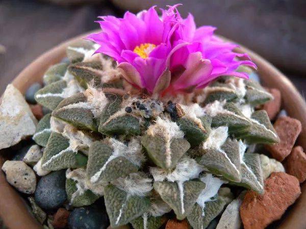 仙人掌园艺的传奇仙人掌科岩牡丹属