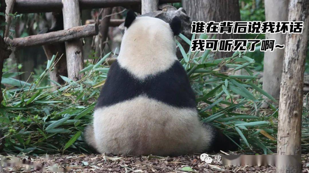 难以置信熊猫头图片