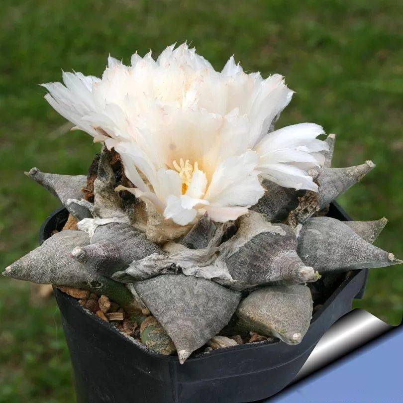 仙人掌园艺的传奇仙人掌科岩牡丹属