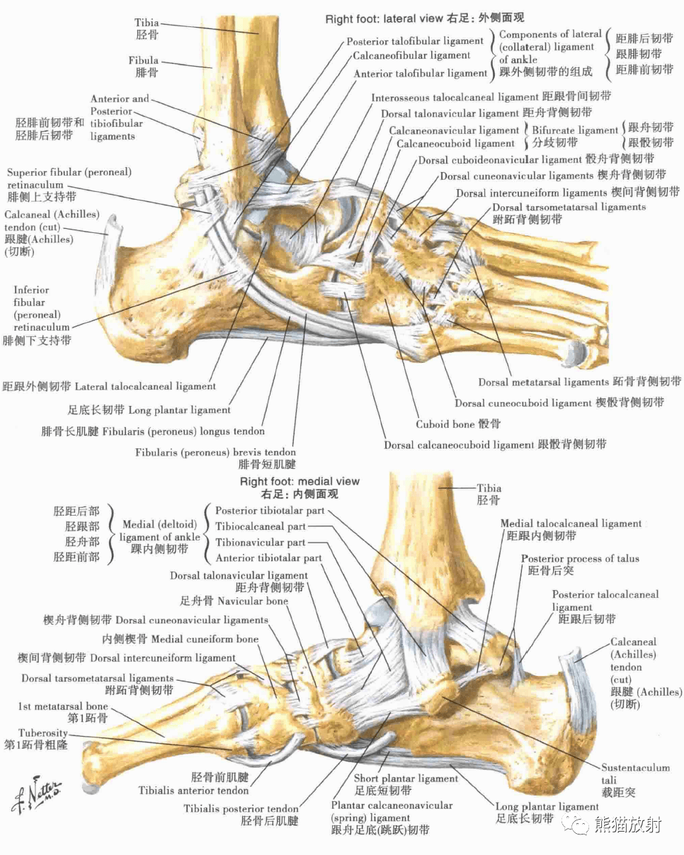 足的影像解剖图及名称图片