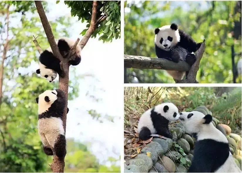 探秘熊貓故鄉親密接觸野生動物暑期碧峰峽親子之旅3日自駕