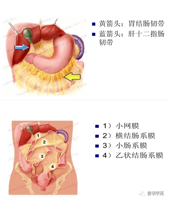 膜及肠系膜病变的影像学表现