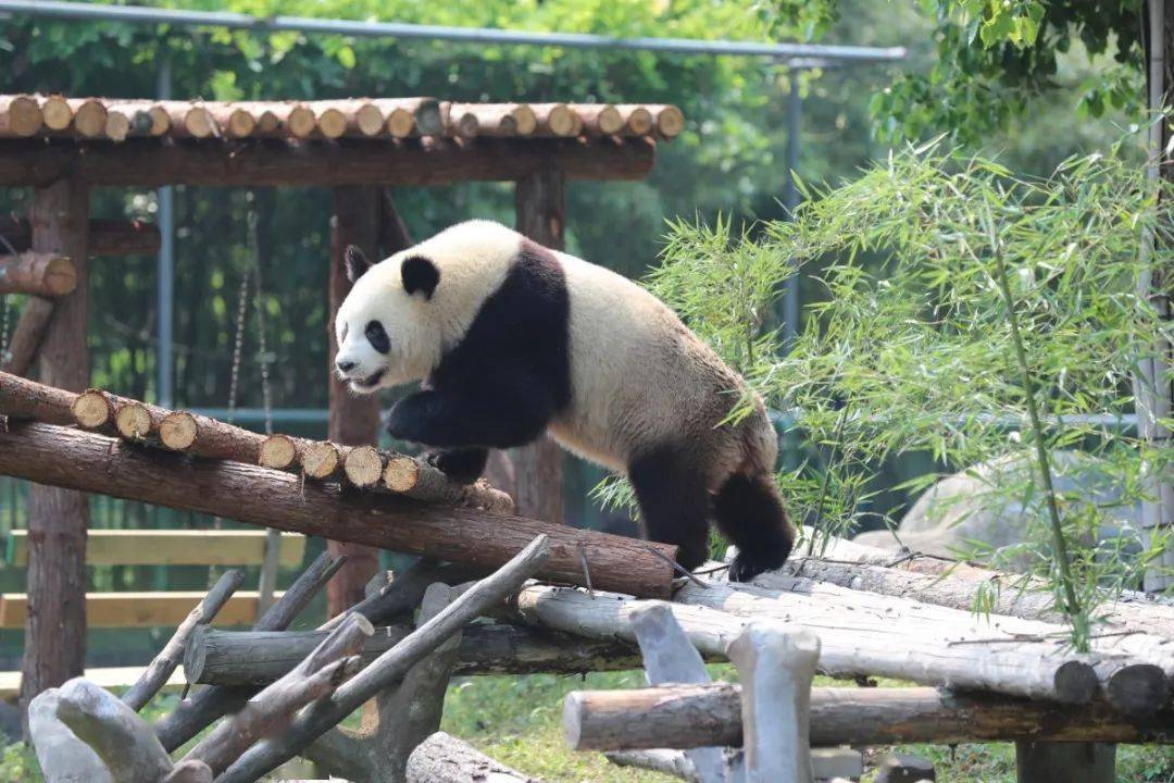 自由行特价门票69元起宁波雅戈尔动物园暑期特惠大促和熊猫长颈鹿来次