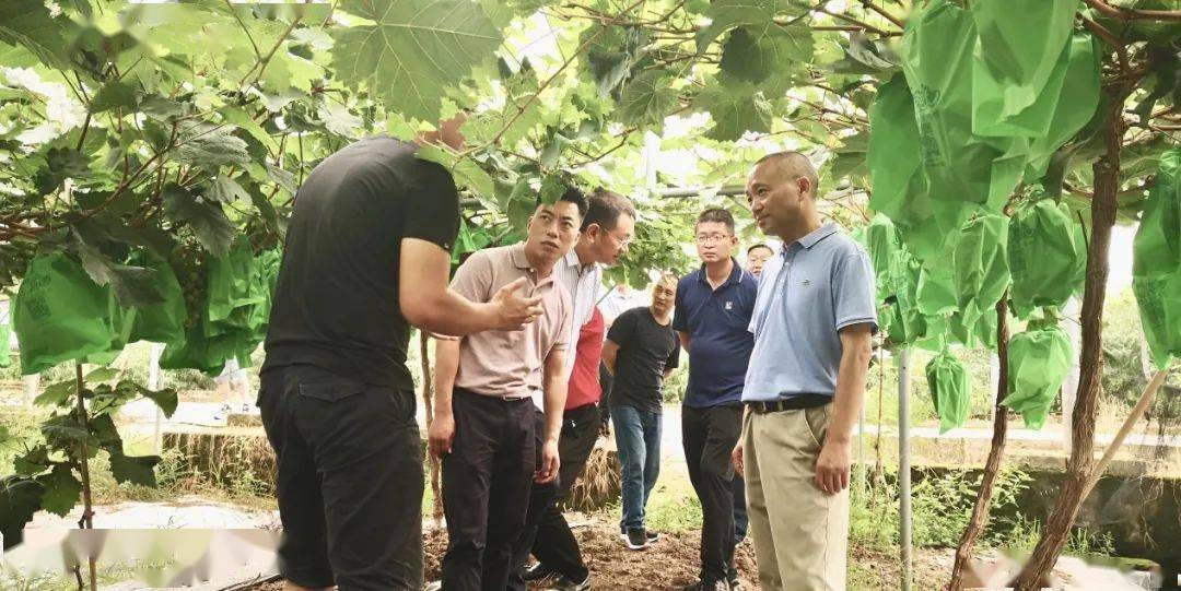 先后实地察看了羊安街道龙凼村红珊瑚农业生态示范园农用地农药化肥