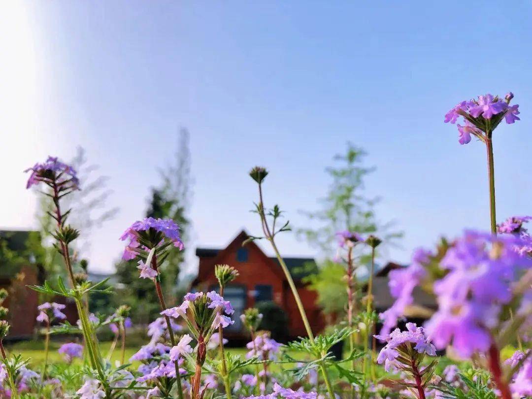 花涧和鸣蓝莓谷