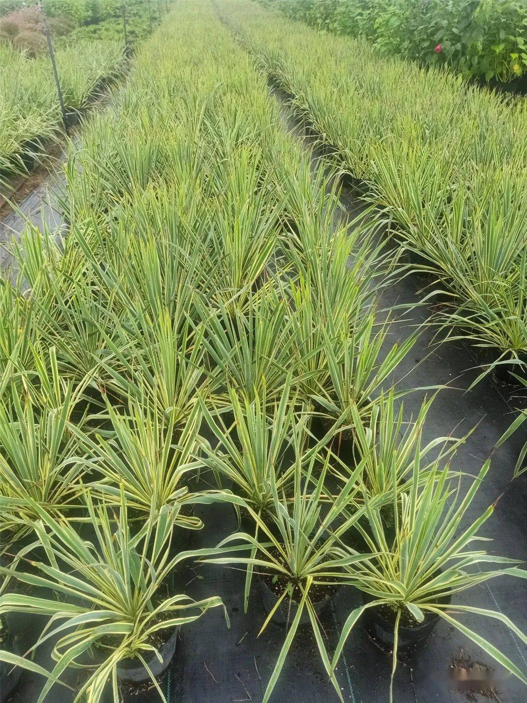 扶芳藤 规格12049风车茉莉风车茉莉