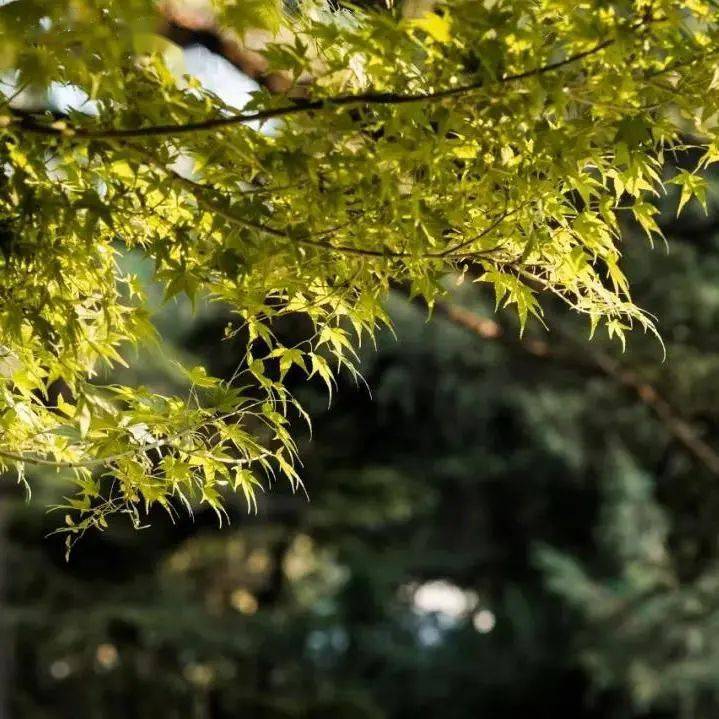 立秋|一叶梧桐一报秋