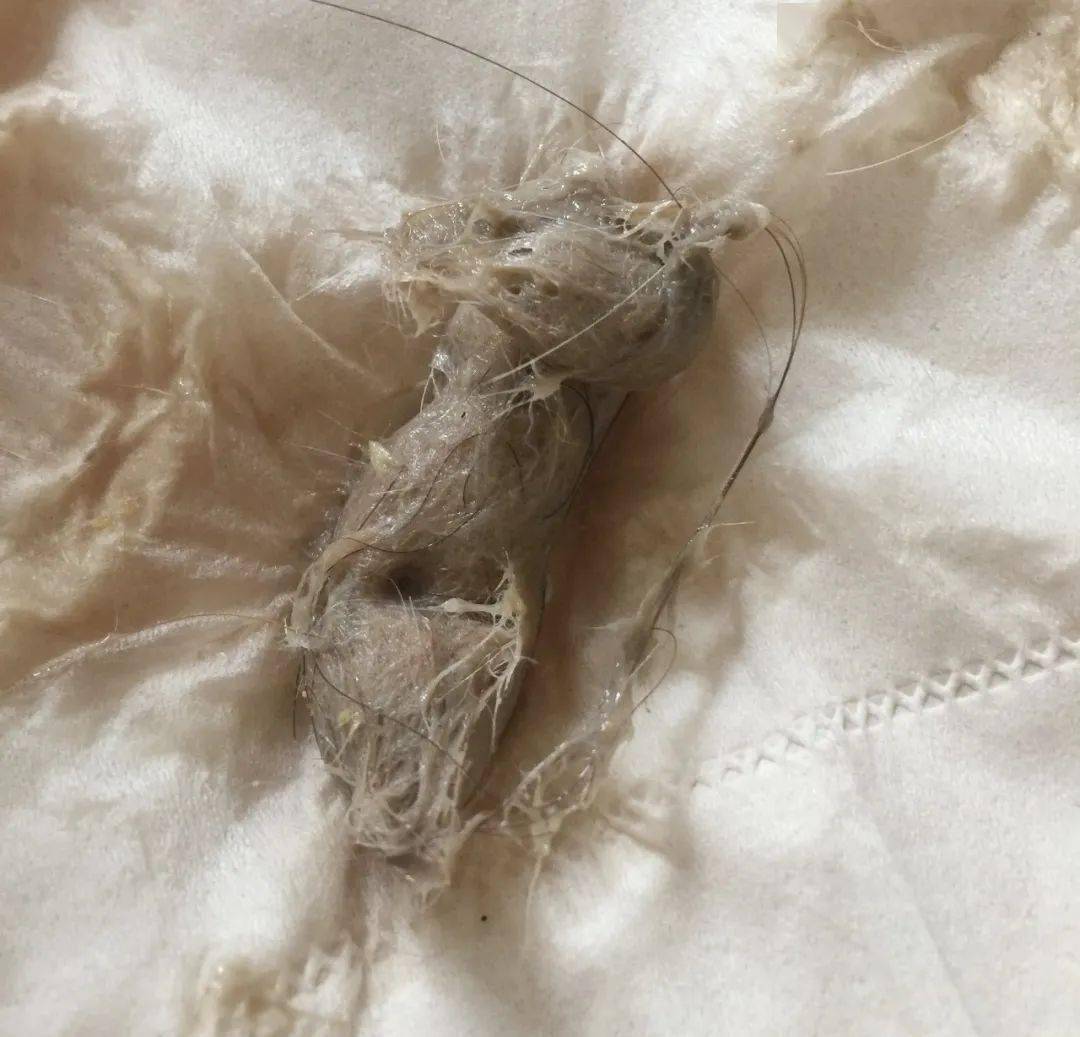 小猫咪吐的毛球到底什么样其实很多人都没见过